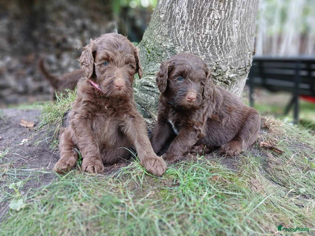 Labradoodle honden te koop: Lieve Labradoodle pups zoeken gouden mandje - Advertentie 1