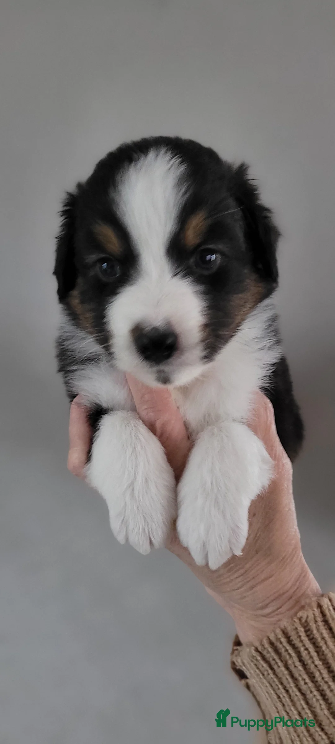 Australian Shepherd honden te koop: Australische herder pups - Advertentie 8
