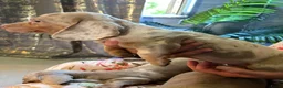 Teckel (korthaar)  honden te koop: Merle teckel pupjes. - Advertentie 9