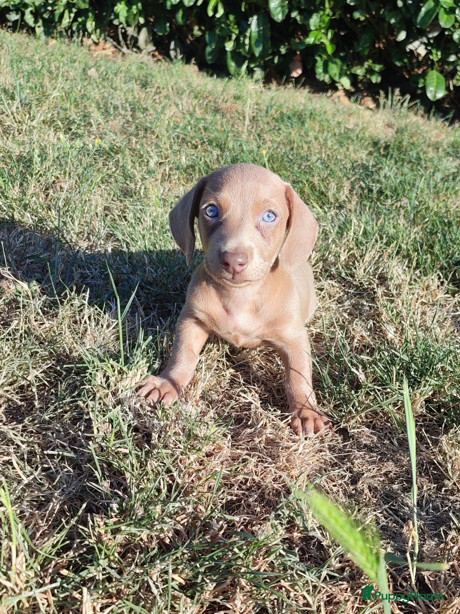 Teckel (korthaar)  honden Knappe dwergteckel pups - Advertentie 1