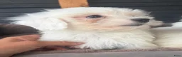 Maltezer honden te koop: Maltezer pups  - Advertentie 7