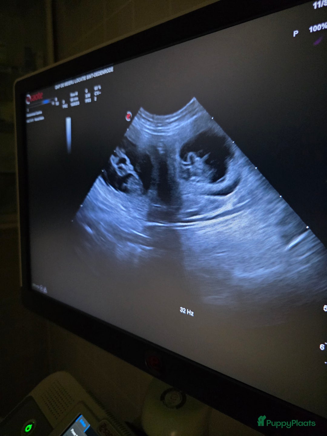 Goldendoodle honden te koop: 🐶 Goldendoodle pups medium - Advertentie 17