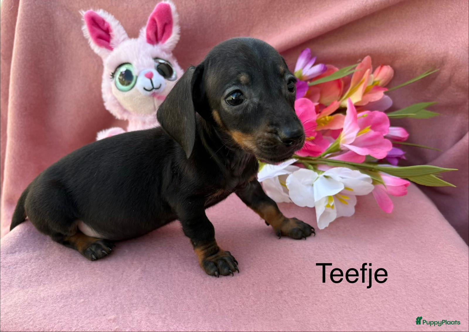 Teckel (korthaar)  honden Dwerg teckel puppy’s  - Advertentie 2