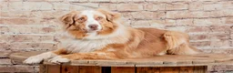 Australian Shepherd honden te koop: Australian shepherd pup zoekt 5** thuis - Advertentie 9