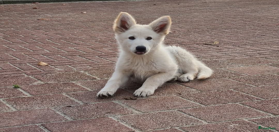 Galerij afbeelding {{count}}