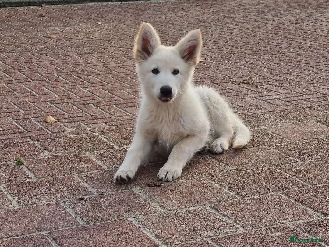 Galerij afbeelding {{count}}