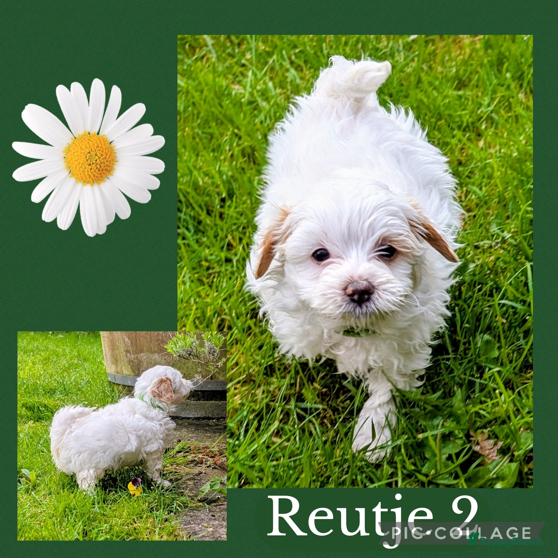 Shihpoo honden MaltiPoo (ShihTzu/Maltezer X ToyPoedel) - Advertentie 1