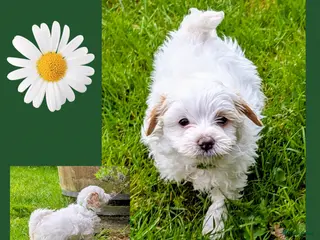 Shihpoo honden MaltiPoo (ShihTzu/Maltezer X ToyPoedel) - Advertentie 1
