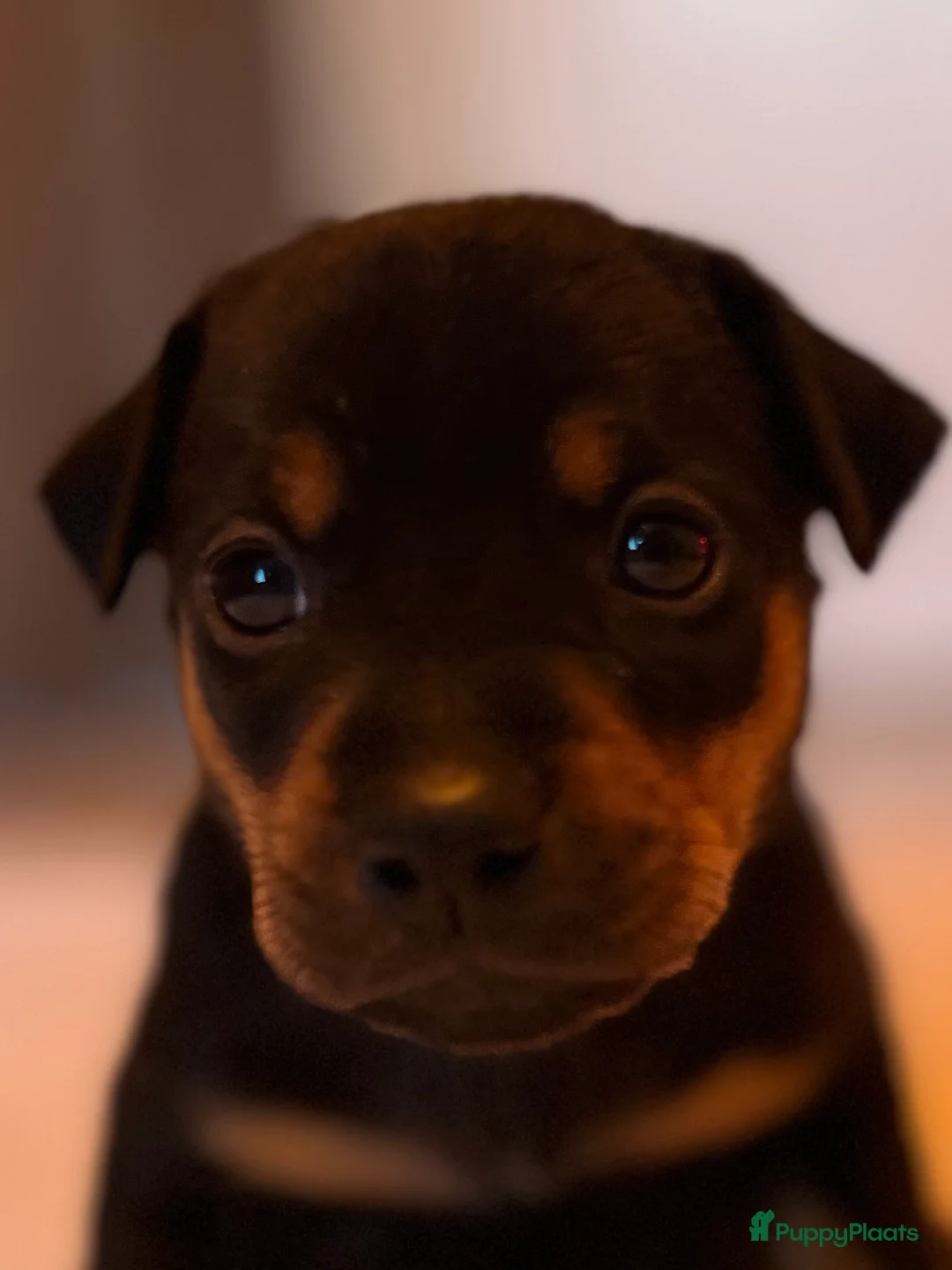 Kruising honden te koop: Carlin Pinscher Pups - Advertentie 3