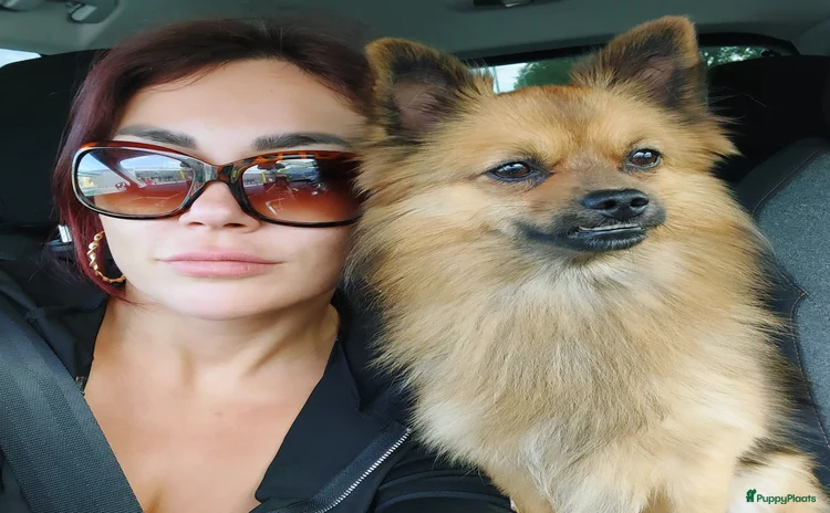 Pomchi honden - Advertentie 3
