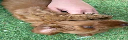 Labradoodle honden te koop: Kleine medium exclusieve blue eyes (F4 teefjes) - Advertentie 10
