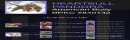 Amerikaanse Bully honden te koop: American bully pocket teefje - Advertentie 2