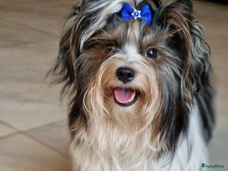 Biewer Terrier honden Dekreu - Advertentie 19