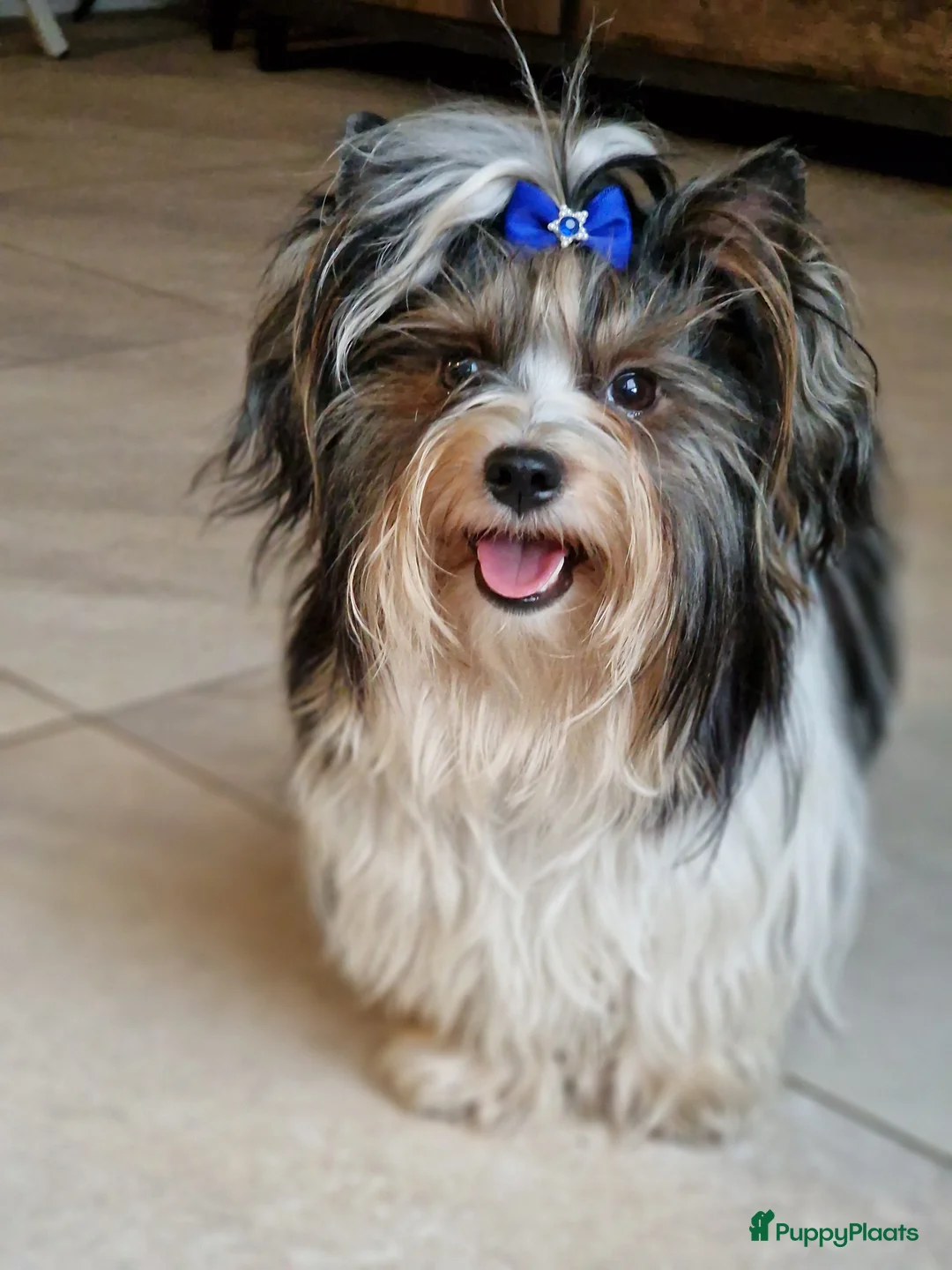 Biewer Terrier honden ter dekking: Dekreu - Advertentie 1