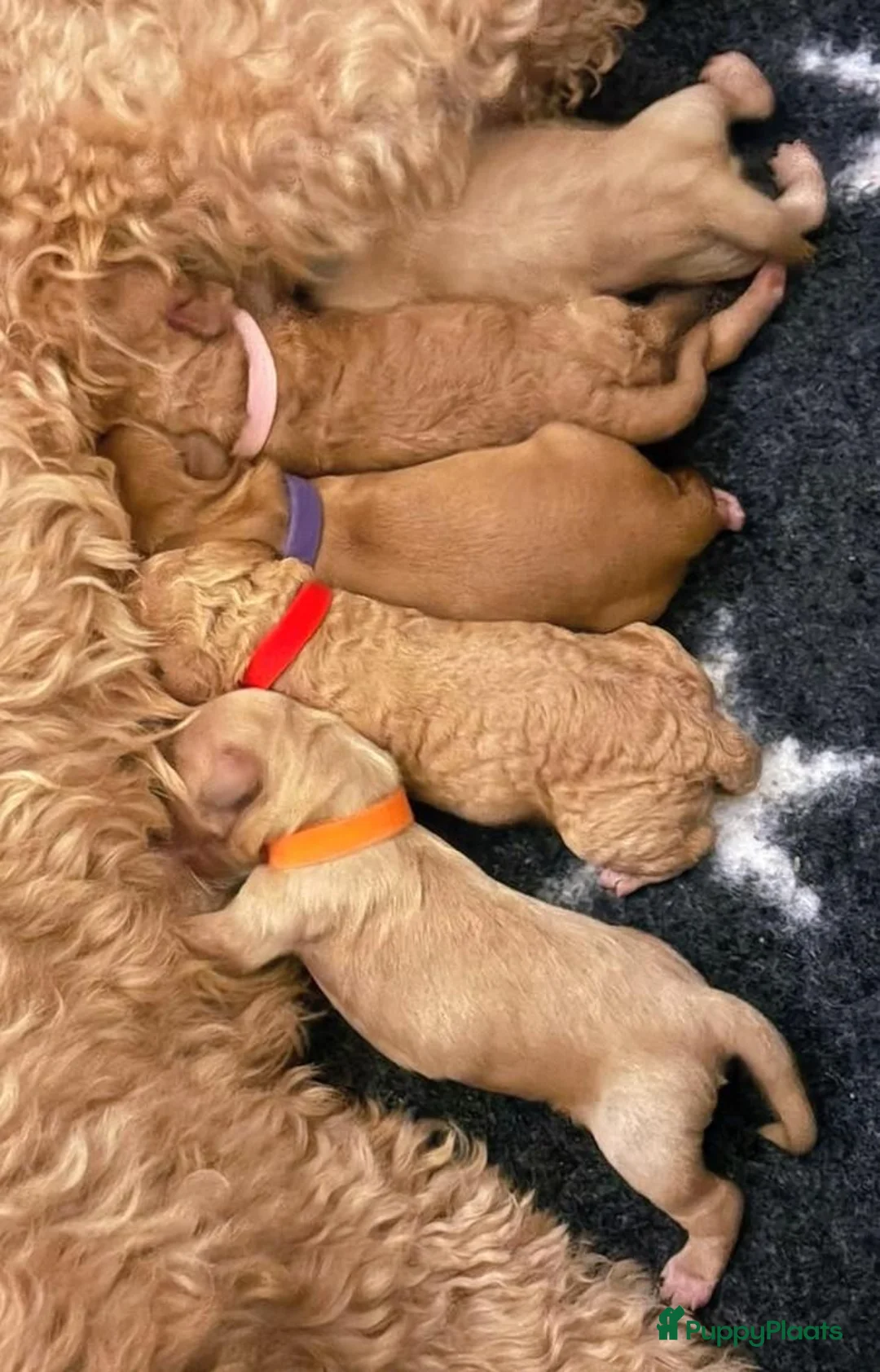 Australian Labradoodle honden te koop: Labradoodle pups verwachtte grootte 44 cm in Rijssen - Advertentie 2