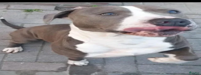 Mac