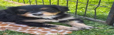 Bernedoodle 1