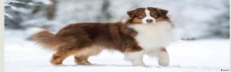 Australian Shepherd honden te koop: Preview nestje verwacht rond 10 oktober - Advertentie 3