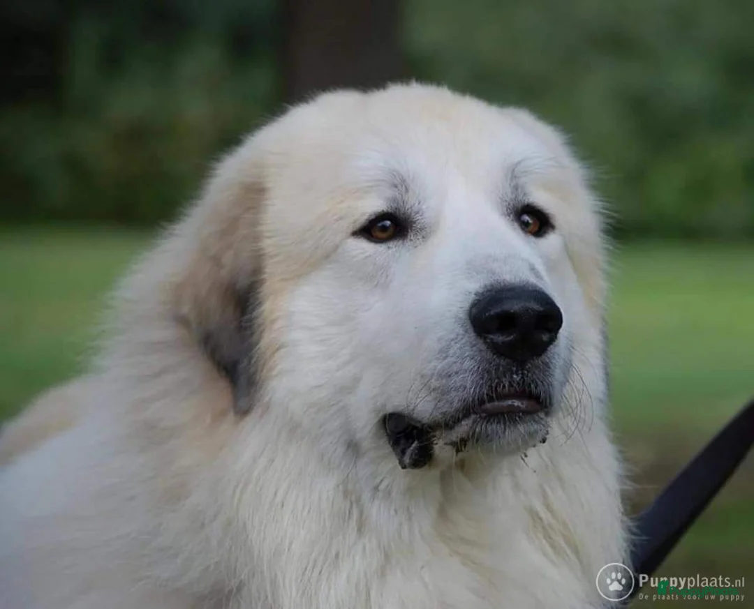 Pyreneese Berghond honden ter dekking: Ter Dekking in Wellerlooi - Advertentie 2