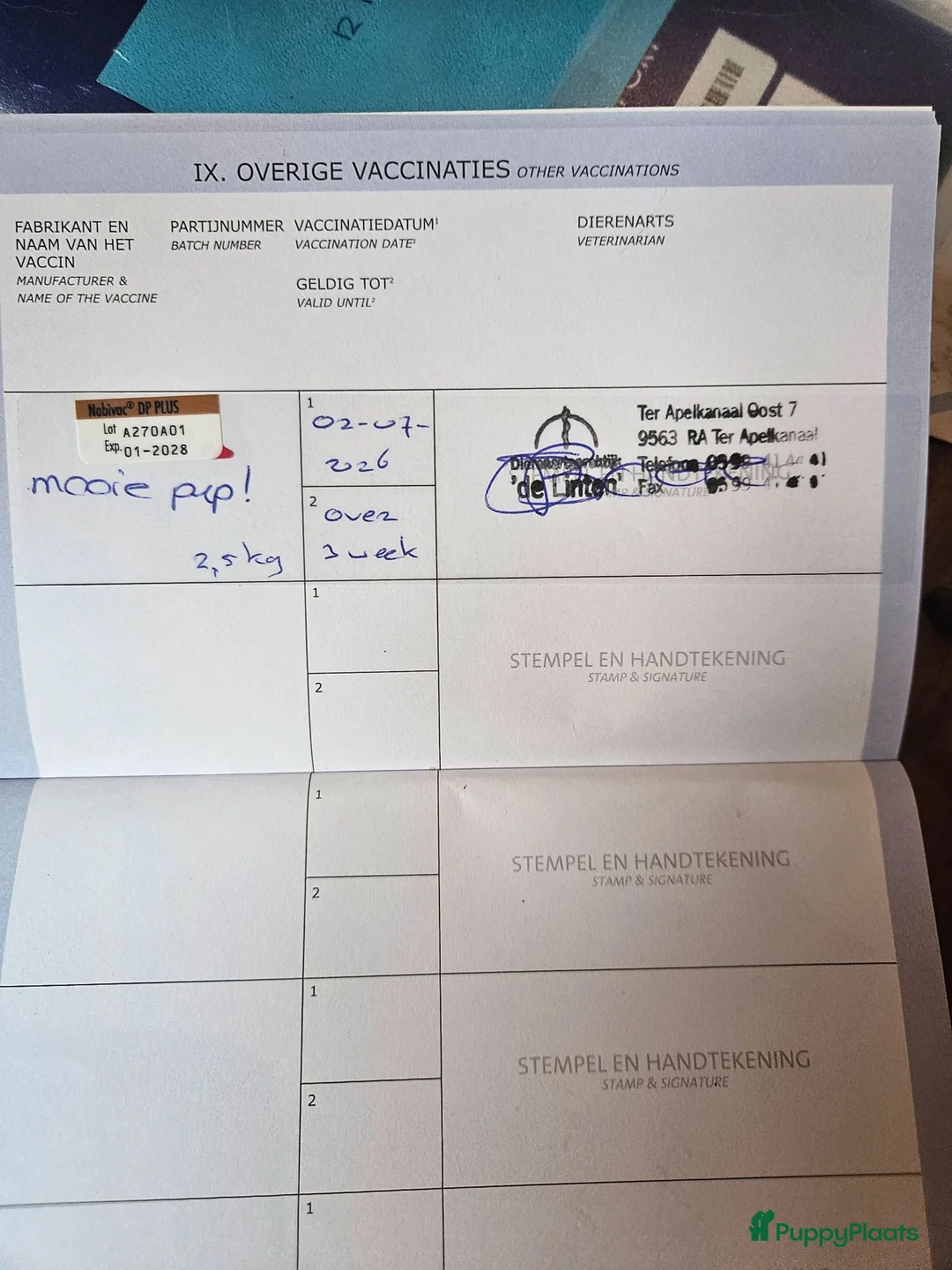 Flatcoated Retriever honden te koop: Te koop Flatcoated Retriever pups  - Advertentie 6