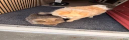 Pomeriaan honden te koop: Pomeriaan pups  - Advertentie 10