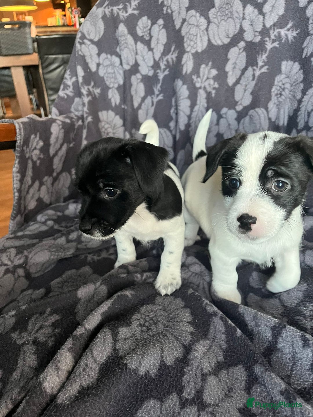 Kruising honden te koop: Prachtig nestje van 10 Pups ( Nog 4 beschikbaar ) - Advertentie 1