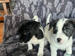 Kruising honden Prachtig nestje van 10 Pups ( Nog 4 beschikbaar ) - Advertentie 8