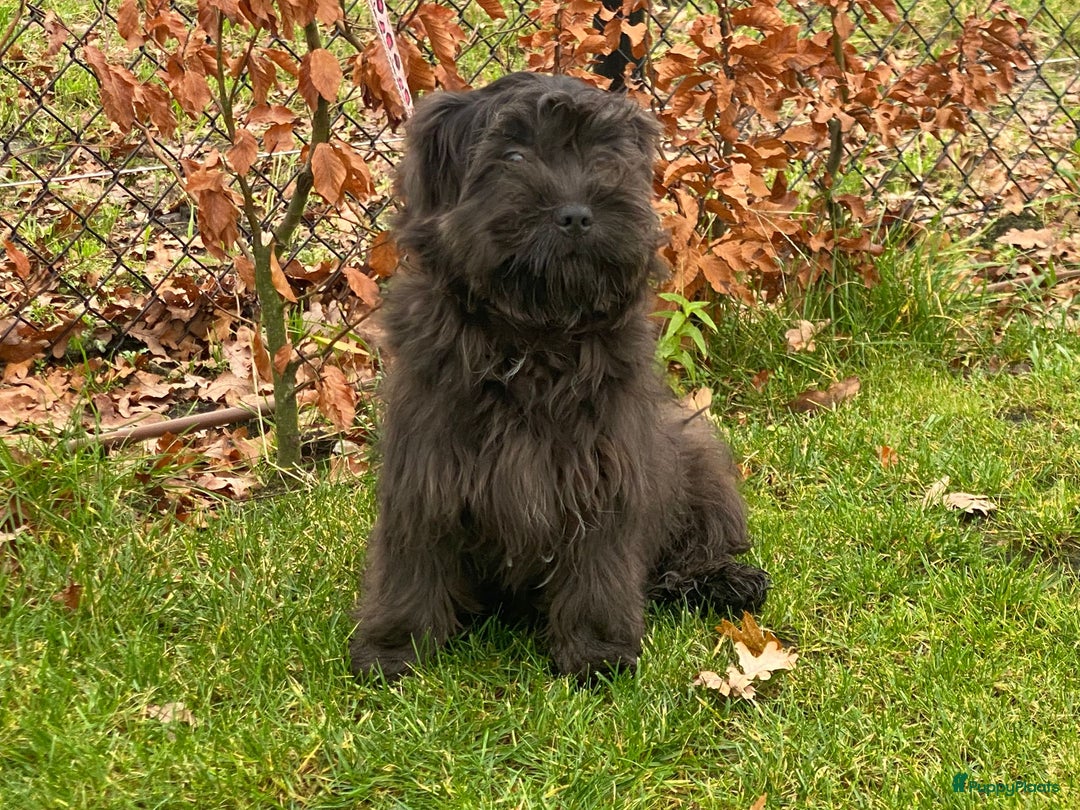 Boomer honden te koop: Leuke boomer reu  - Advertentie 5