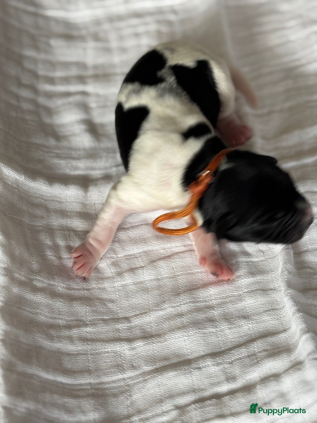 Friese Stabij honden te koop: Puppies Friese Stabij - Advertentie 3