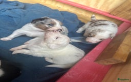 Australian Shepherd honden te koop: Mooie Australian shepherd pups in Bunschoten-Spakenburg - Afbeelding 13