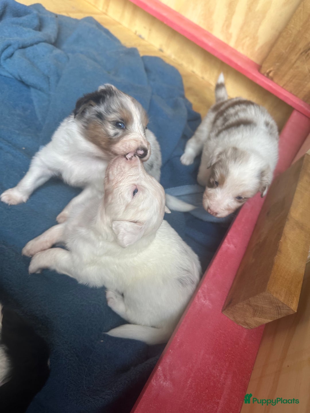 Australian Shepherd honden te koop: Mooie Australian shepherd pups in Bunschoten-Spakenburg - Afbeelding 13