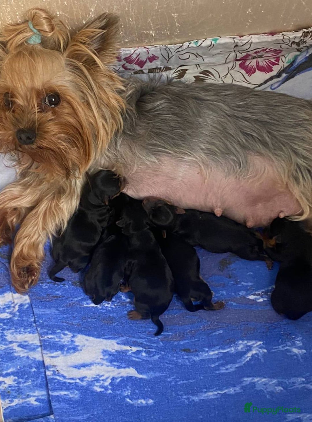 Yorkshire Terriër honden te koop: Yorkshire Terrier - Advertentie 4