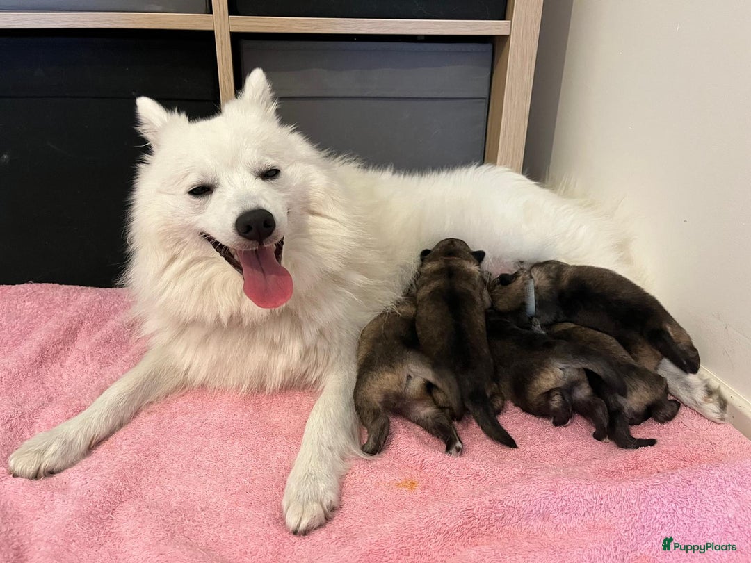 Keeshond honden te koop: Kruising Keeshond X Japanse Spits - Afbeelding 14