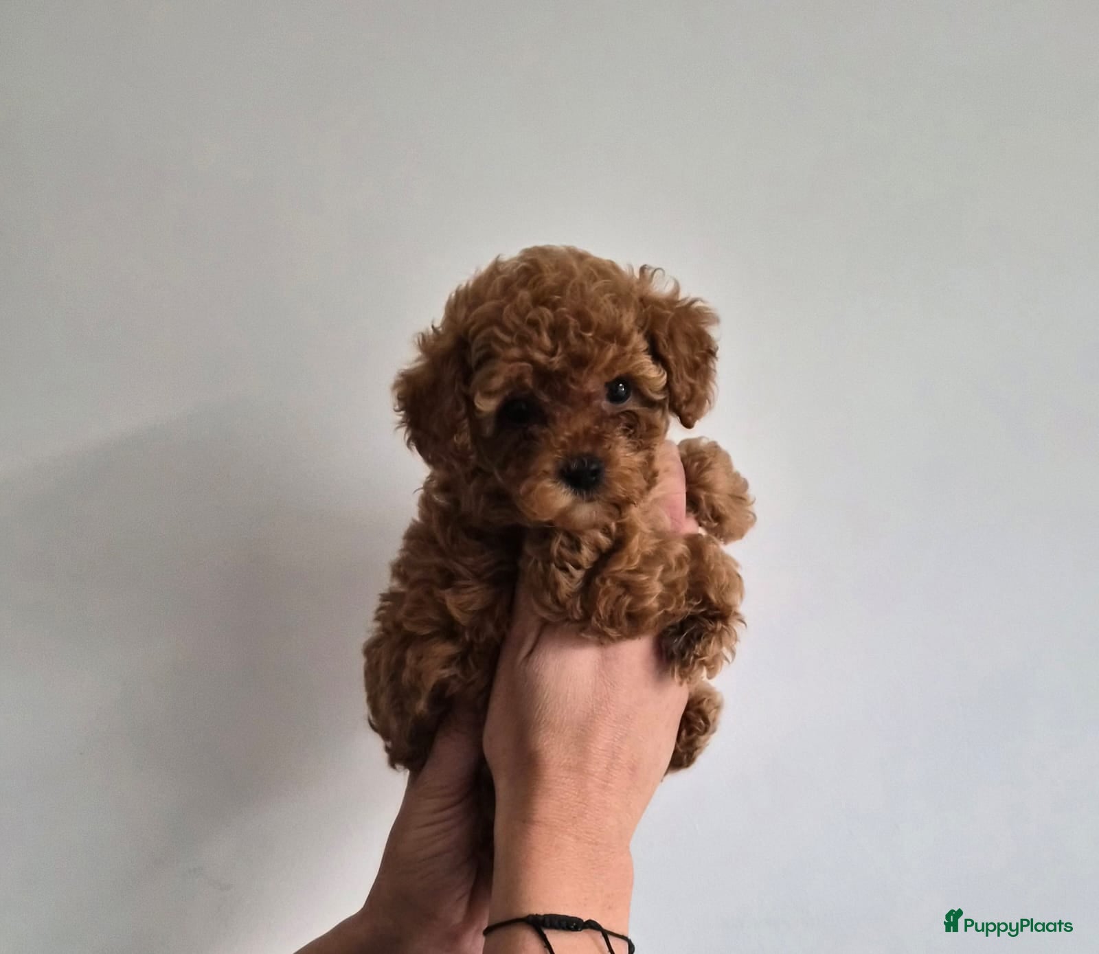 Poedel Toy honden Toypoedel pups - Advertentie 16