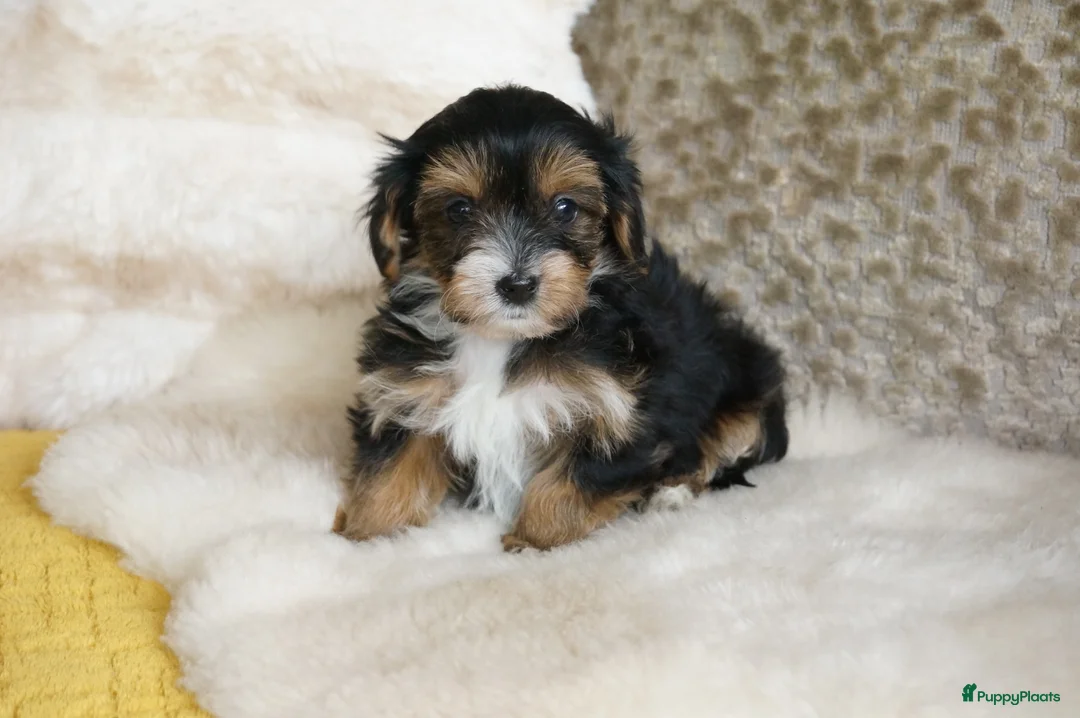 Kruising honden te koop: Papa maltipoo x Mama driekleur  boomer/ maltipoo - Advertentie 4