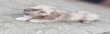 Kruising Puppy 1