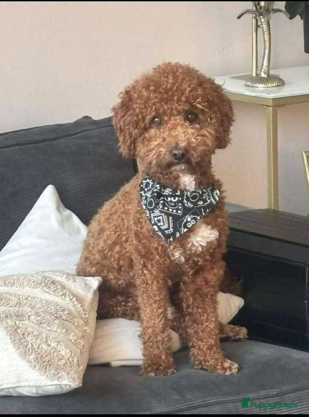 Cockapoo honden te koop: Health-Checked Mini Cockapoo Litter - Advertentie 5