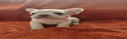 Franse Bulldog honden te koop: Prachtige Franse buldogs  - Advertentie 12