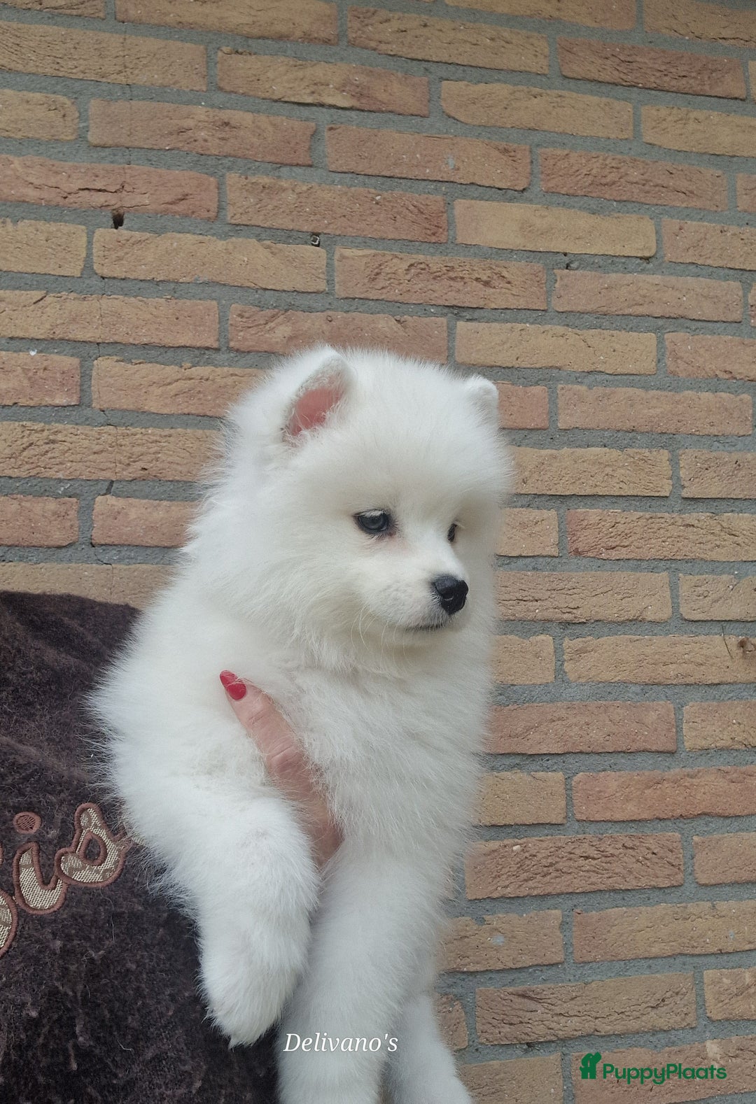 Samojeed honden te koop: Lief Samojeed meisje beschikbaar  - Advertentie 14