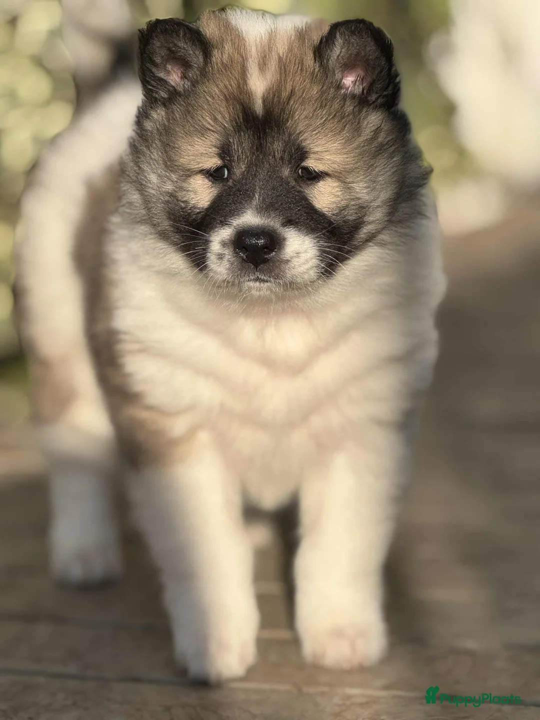 Thai Bangkaew Dog honden te koop: Thai Bangkaew Dog puppies - Advertentie 5