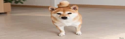 Shiba honden te koop: Shiba-teefje zoekt een nieuw gezin in Helmond - Advertentie 4
