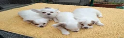 Chihuahua honden te koop: Te koop chihuahua pups in Loosdrecht - Advertentie 2