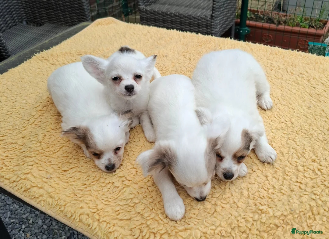 Chihuahua honden te koop: Te koop chihuahua pups in Loosdrecht - Advertentie 2