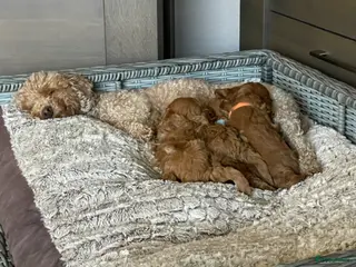 Kruising honden Dwergpoedel x toypoedel - Advertentie 2