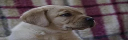 Labrador Retriever honden te koop: goudkleurig foxred labrador reu pup.  - Advertentie 1