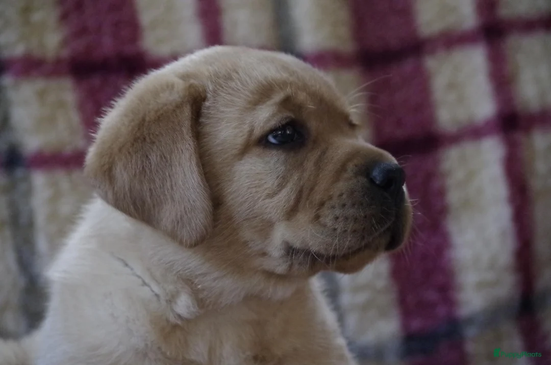 Labrador Retriever honden te koop: goudkleurig foxred labrador reu pup.  - Advertentie 1
