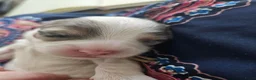 Malshi honden te koop: Boomertjes (malchi) - Advertentie 7