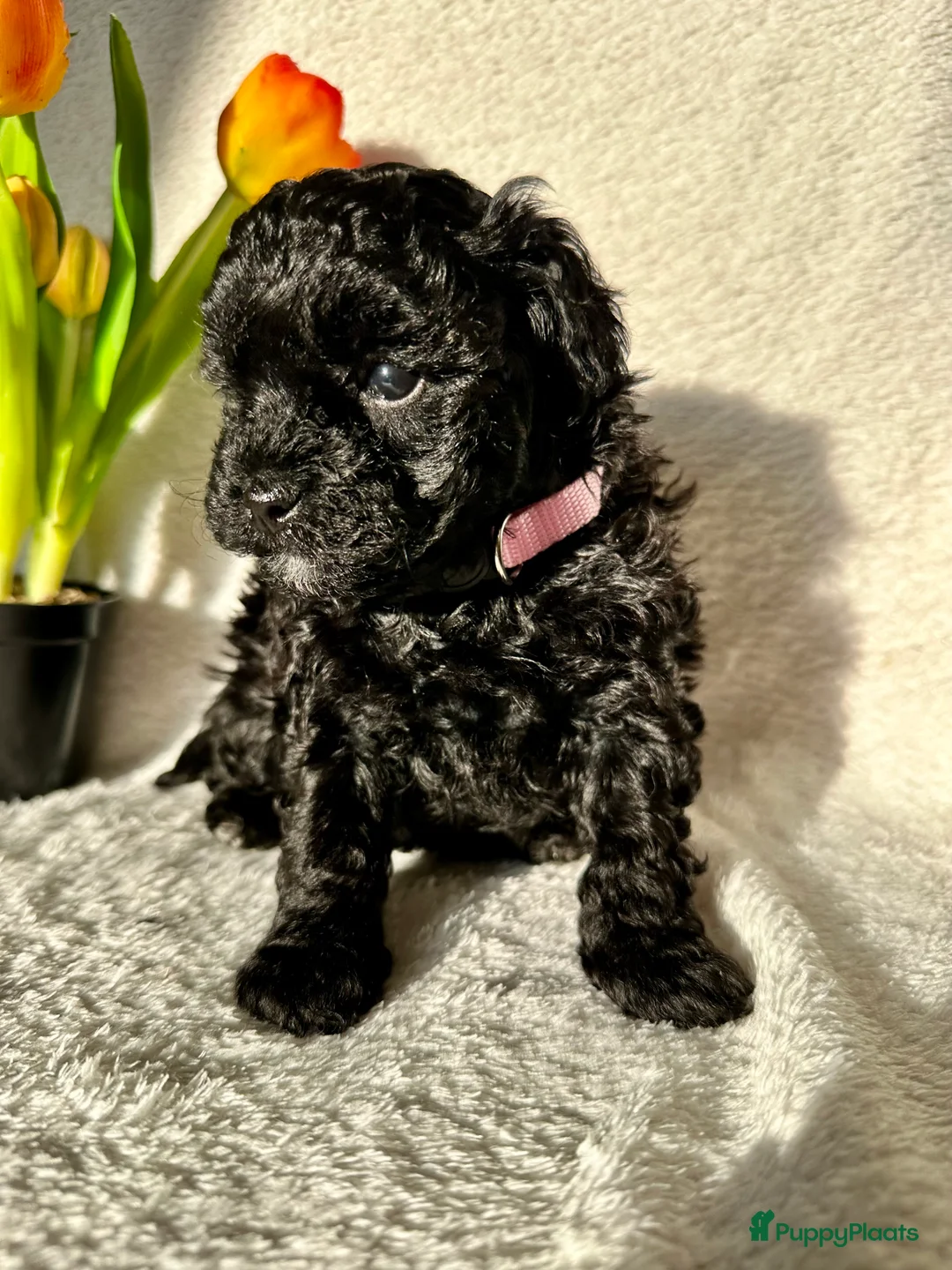 Poedel Toy honden te koop: Toypoedel pups (mini toypoedel) toypoodle puppy’s  - Advertentie 19