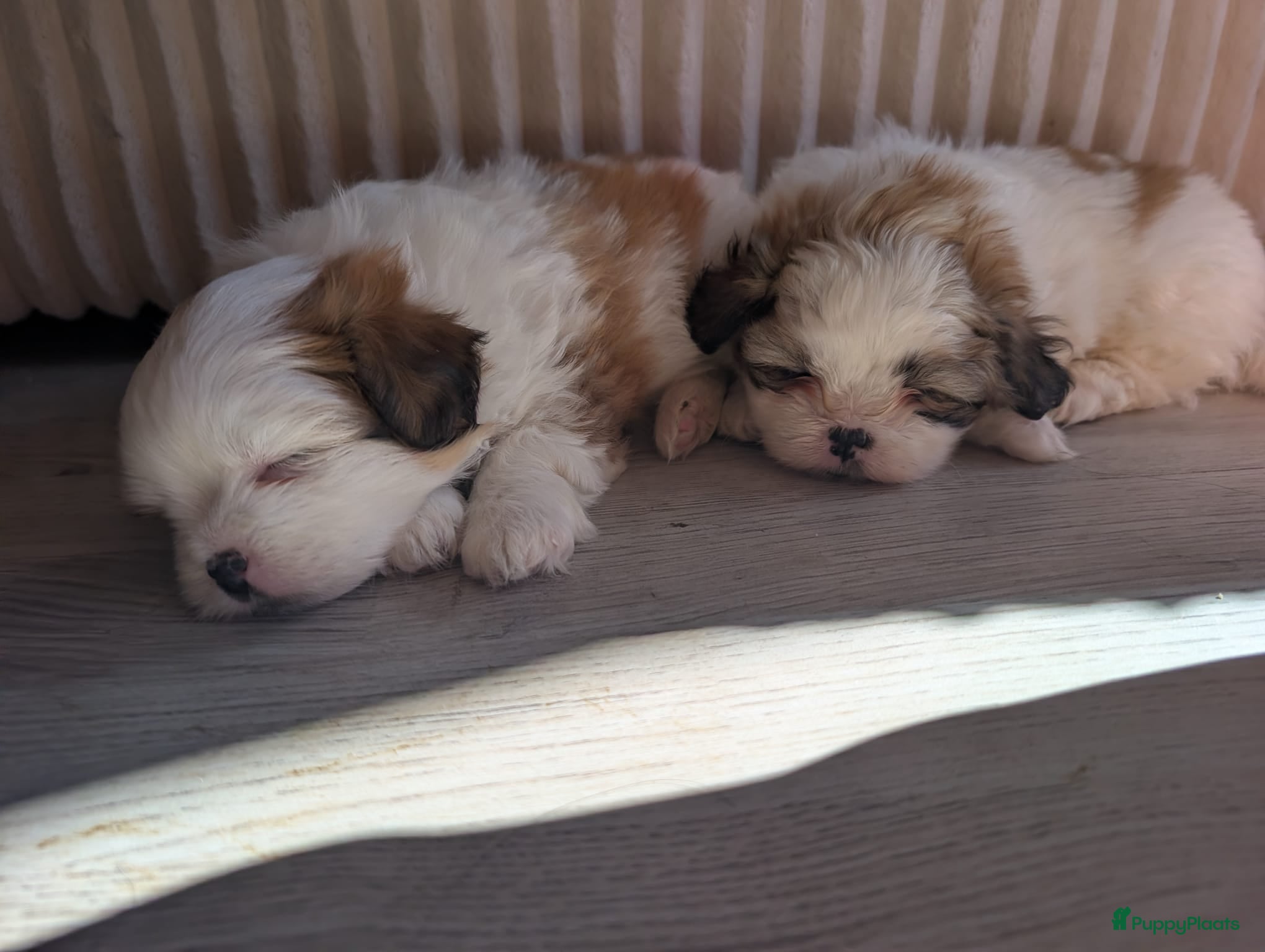 Kruising honden Shihpom pups  - Advertentie 2