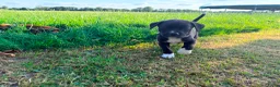 Kruising honden te koop: Mooie en lieve kruising gezinshonden (pups) in Weerselo - Advertentie 14